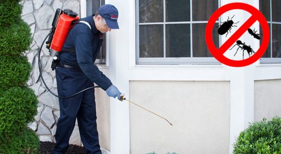 Sarayköy Uçan Haşere İlaçlama böcek ilaçlama ve haşere kontrolü — ilaclama-tr.com